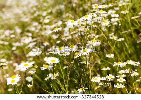 daisy growing in a field in the spring (summer) season