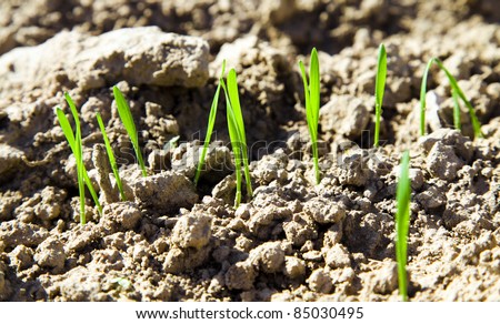 Small part of an agricultural field on which recently have sprouted new sprouts of wheat (small depth of sharpness)