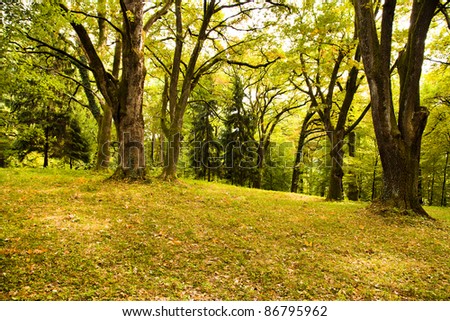 Trees growing in park. Trees are covered by yellow leaves in an autumn season. Trees grow on a mountain slope