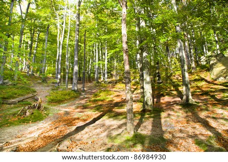 Trees growing in beechen wood (the autumn season, wood grows on a mountain Carpathians, Ukraine)