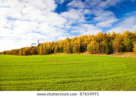 The various trees growing along an agricultural field in an autumn season (in the field grow up cereals)
