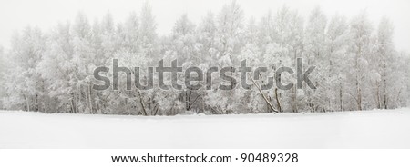 The trees growing in wood in a winter season (trees are covered by hoarfrost)