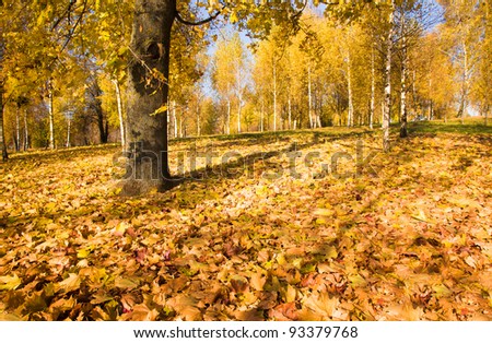 The foliage which has fallen down on the earth in an autumn season. A place - park in a city