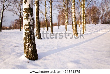 Birches growing in park in a winter season