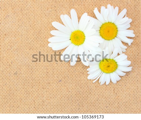 chamomile flowers Vintage background.