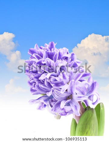 blue sky fresh flower Hyacinth Blue