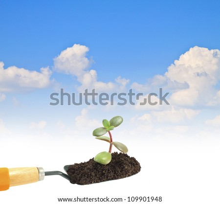 blue sky garden tools plant in the soil