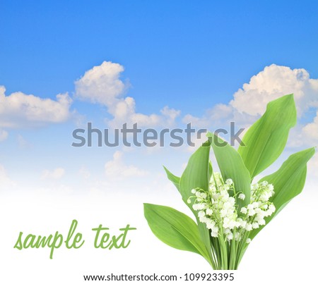 sky blue lily of the valley fresh flower