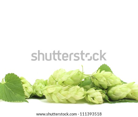 hop plant green