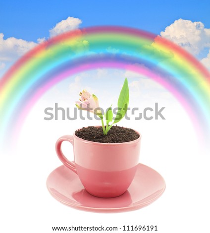 rainbow blue summer sky color Fresh beautiful  pink flowers grow in a cup