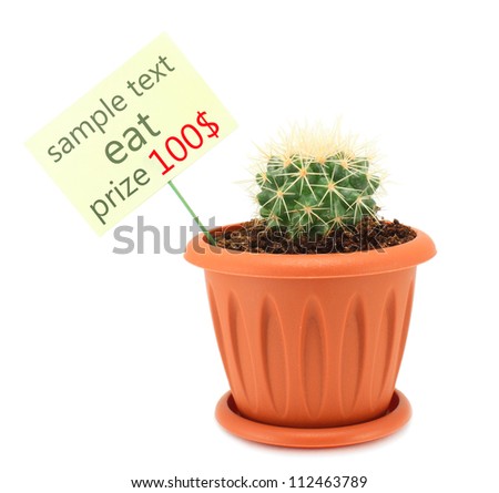 Prizes fast money prickly cactus
