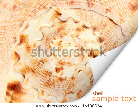 Sea shell background postcard