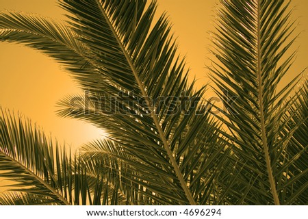 Golden palm leafs closeup