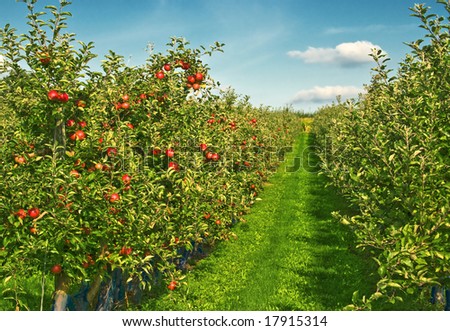sunny day on the apples field