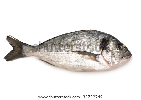 dorada fish