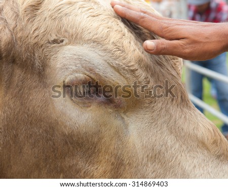 cow face and hand