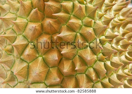 Durian, the king of fruits of South East Asia on white background