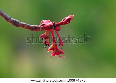 Closeup of red and pink flowering bud on tree branch