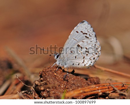 Sooty azure butterfly, a blue butterfly, getting moisture from muddy soil