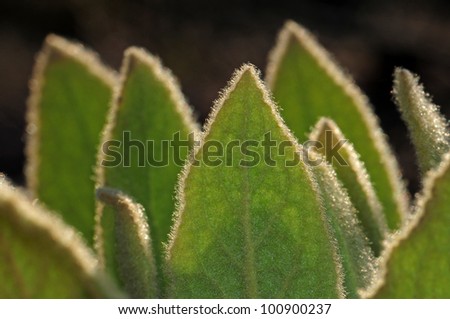 Backlit velvety basal leaves of common mullein plant
