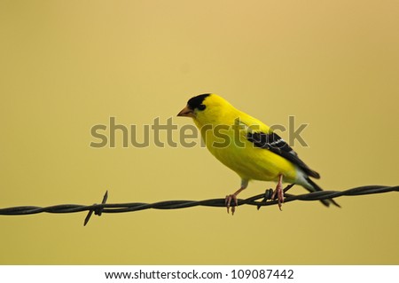 Bright yellow goldfinch, male, perching on barbed wire fence, isolated against muted background