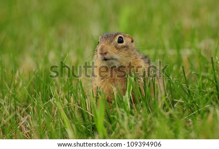 Cute little thirteen-lined ground squirrel in green grass