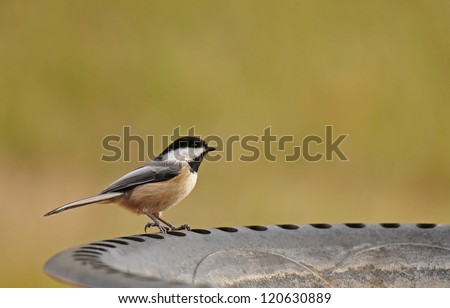 Black-capped chickadee standing on edge of bird bath, isolated against muted green background