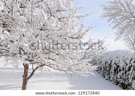 Winter landscape of snow-flocked trees and hedge