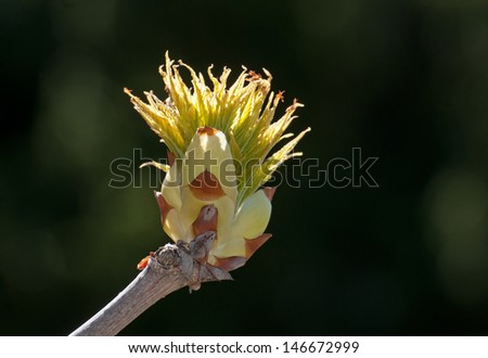 Closeup of sprouting leaf bud on horsechestnut tree, Aesculus hippocastanum, isolated against dark background