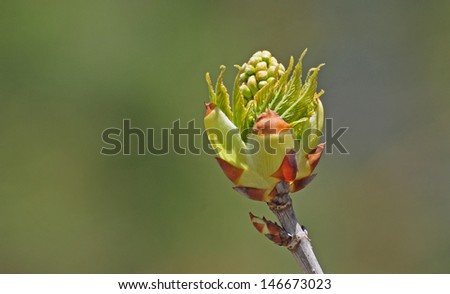Closeup of green leaf bud on horsechestnut tree, Aesculus hippocastanum, isolated against green background