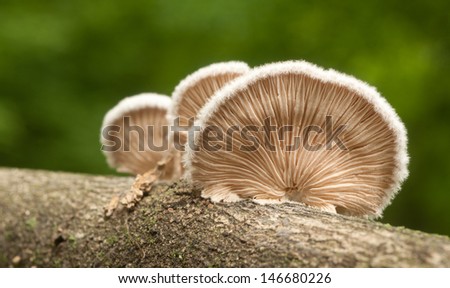 Fan-shaped crepidotus fungi with furry edges growing on bark of log