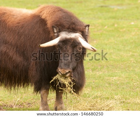 Musk ox, arctic mammal of the family Bovidae, native to frozen tundra