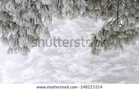 Winter border: snowy fir tree branches in foreground frame snow-covered pine trees in background