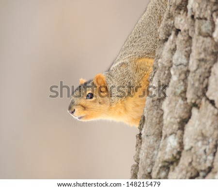 Eastern fox squirrel, sciurus niger, coming down tree head first