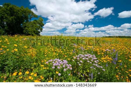 Summer landscape: a prairie full of flowers, with dramatic blue sky and clouds