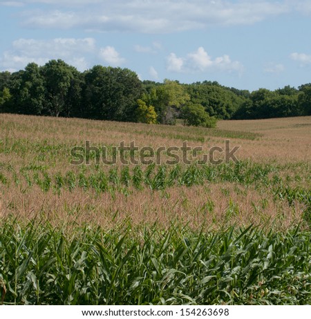 Farm scene: corn field, maize, with trees in background and blue sky with white clouds