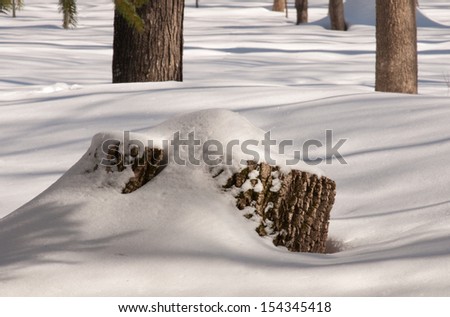 Winter landscape: snow covered tree stump in the North Woods