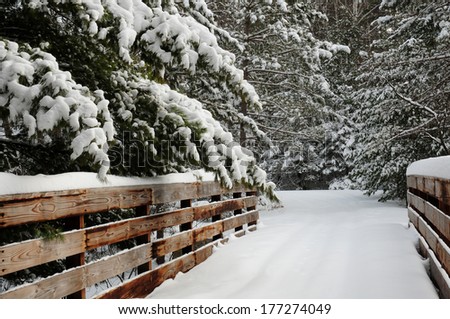 Winter scene: snowy path through snow-covered pine trees