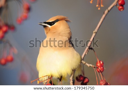 Close-up of cedar waxwing, Bombycilla cedrorum, perched in crabapple tree with red berries