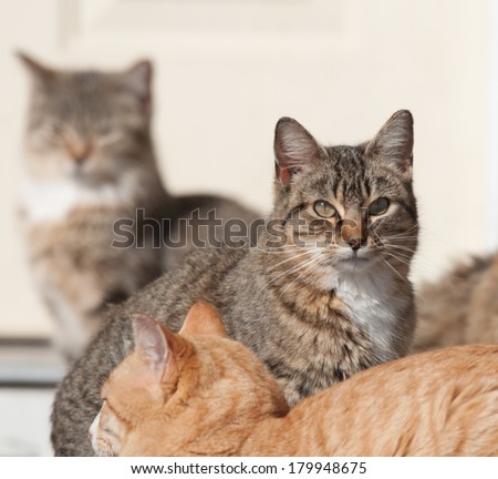 A group of tabby Cats, photographed using selective focus