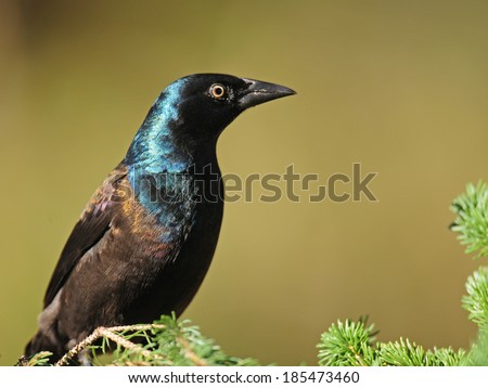 Profile portrait of common grackle bird (Quiscalus quiscula), with iridescent blue plumage