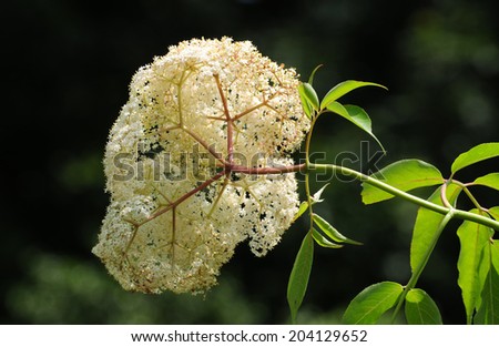 White flower of elderberry tree, sambucus
