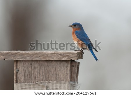 Profile of male eastern bluebird, sialia sialis, perched on the edge of wooden bluebird house
