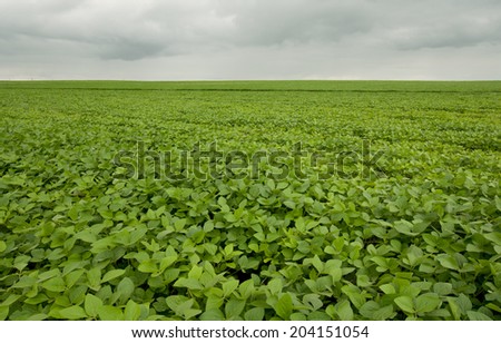 Rural landscape: vast field of soy beans on the farm