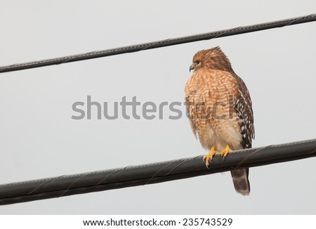 Red-shouldered hawk, buteo lineatus, perched on utility wires along a city street