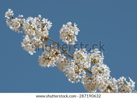 Branch of Japanese cherry tree covered with white cherry blossoms, against blue sky