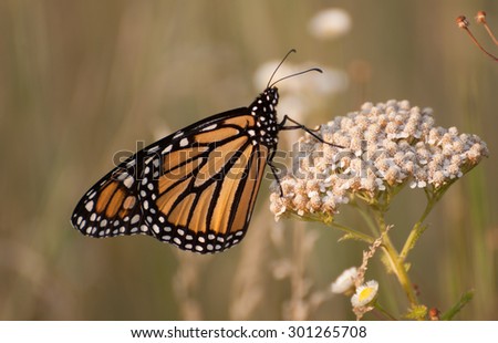Monarch butterfly (danaus plexippus) on white yarrow (achillea millefoliium) wild flower in the prairie
