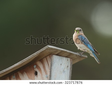 Eastern bluebird (sialia sialis) perched on bluebird house with insect in its beak to feed to its young