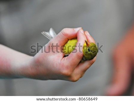 Banding birds: Boy\'s hand demonstrating how to hold a female goldfinch to release the bird after it has been banded