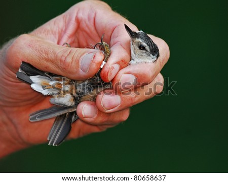 Banding birds: Naturalist\'s hand demonstrating how to hold white-breasted nuthatch to band the bird for research